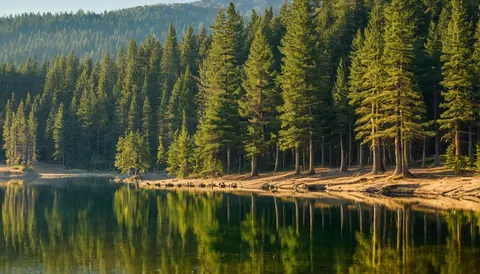 Pine trees reflect in calm lake water with forested mountain in background