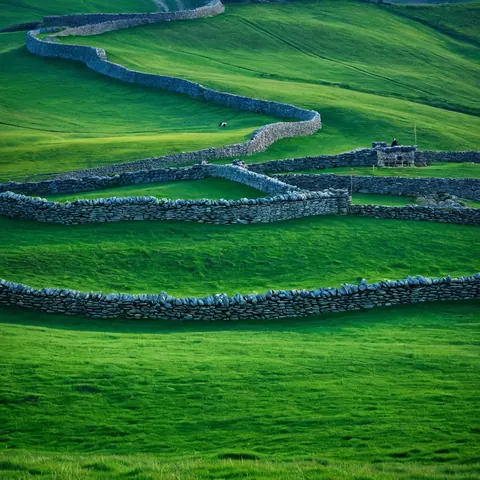 Winding stone walls divide lush green rolling hills in a rural landscape.