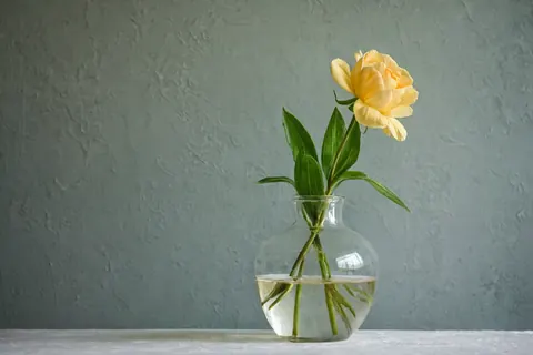 Yellow rose in glass vase with water on white surface against gray wall
